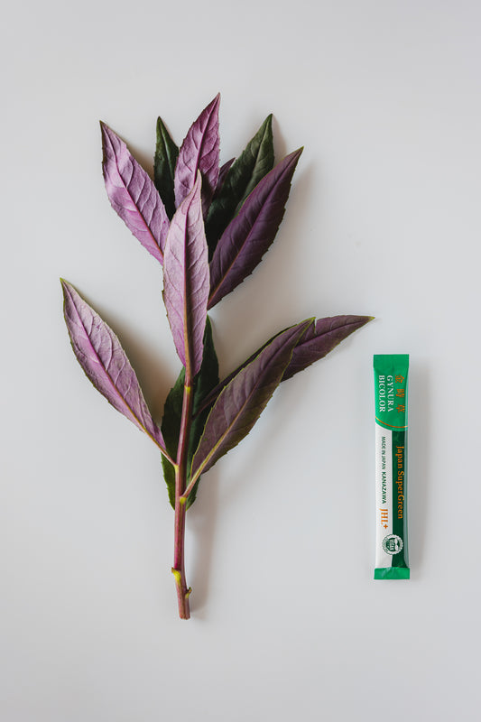 Gynura bicolor - Japan SuperGreen / 1 box (30 stick packs)